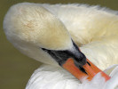 Mute Swan (WWT Slimbridge August 2010) - pic by Nigel Key